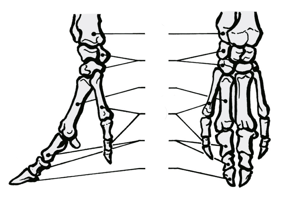 Schwarzwild - Laufskelett