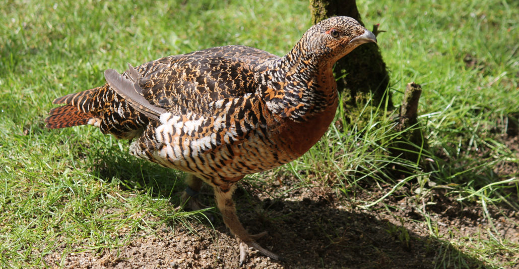 Auerwild, Balz und Fortpflanzung