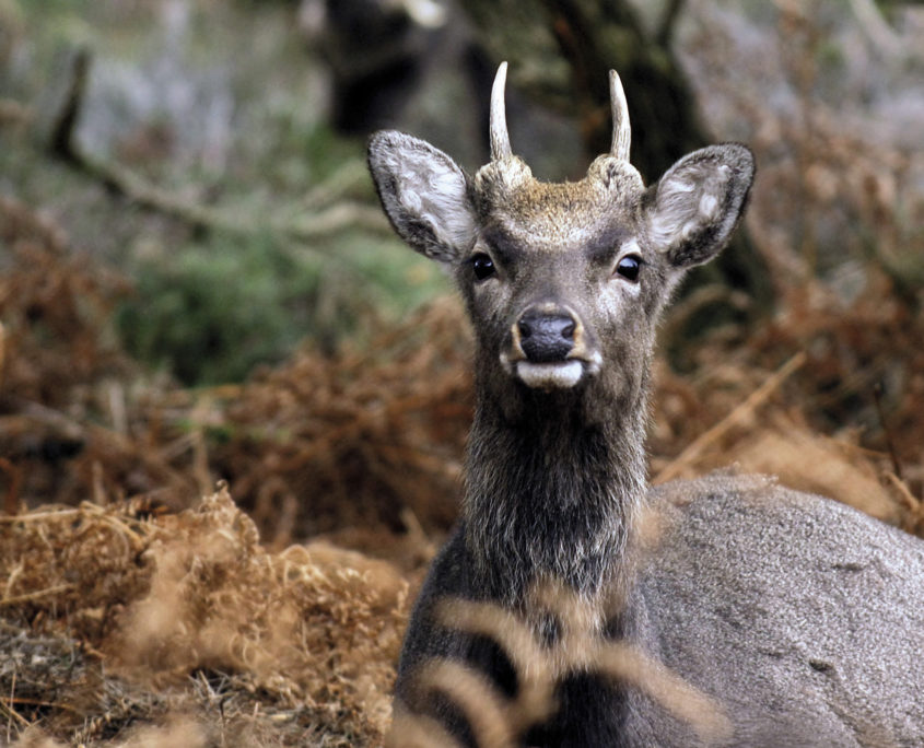 Sikawild, Allgemeine Merkmale, Körpermaße, Haarkleid
