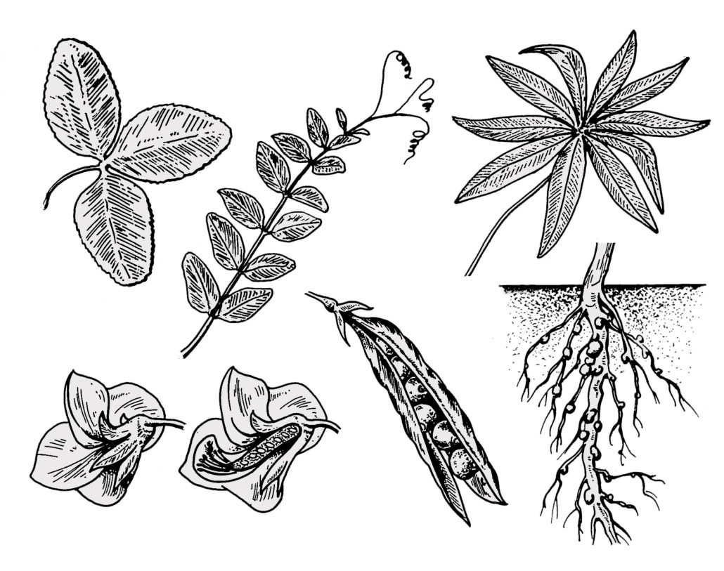 Schmetterlingsblütler (Leguminosen) - ohne Zahlen