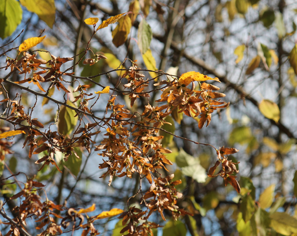 Hainbuche, Weißbuche