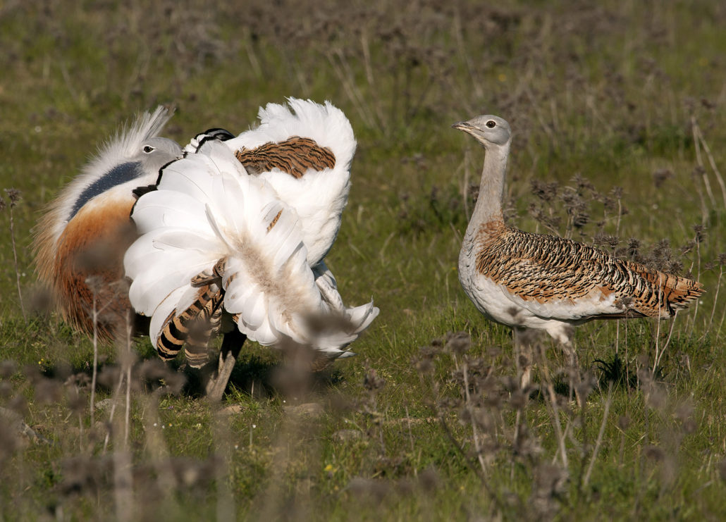 Großtrappe (Große Trappe)