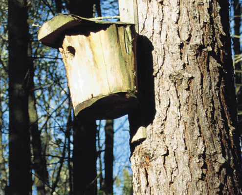 Nistkasten (Tauben- und Eulenkasten)