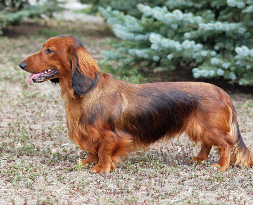 Exterior of a red long haired dachshund standing on lawn