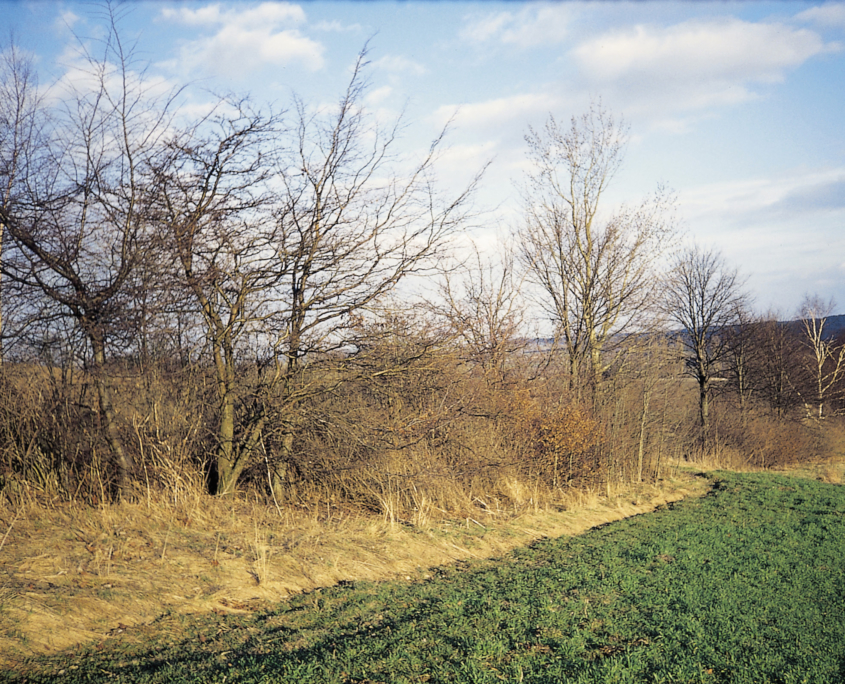 Wichtige Lebensräume der Kulturlandschaft