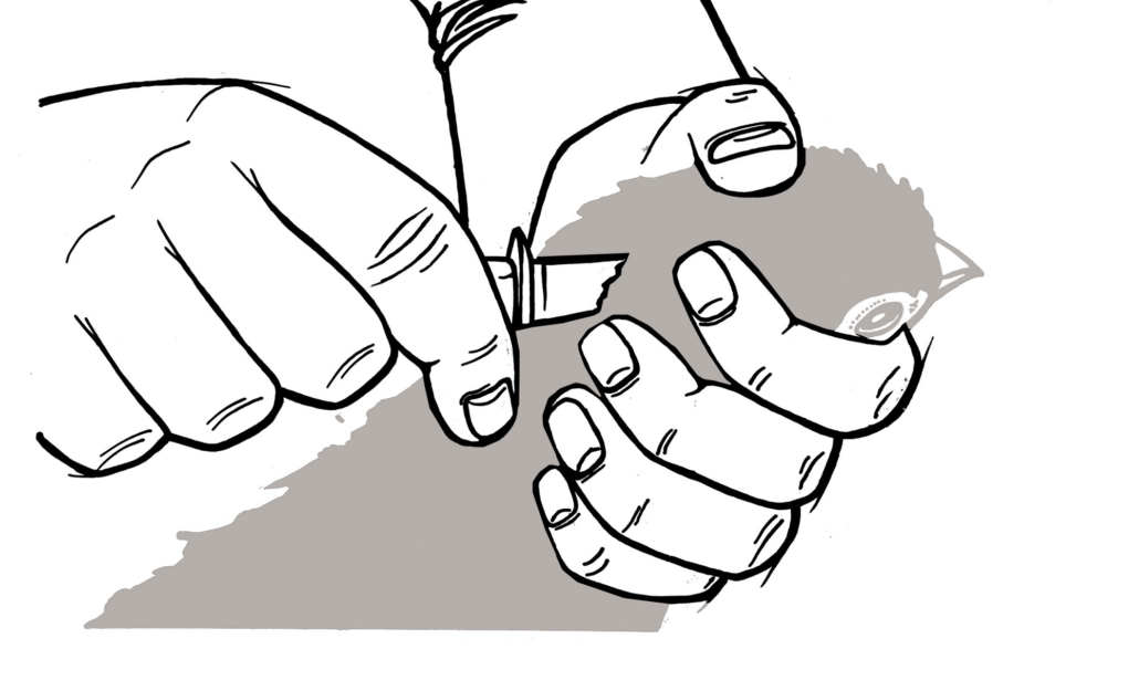 Töten von Niederwild - Federwild