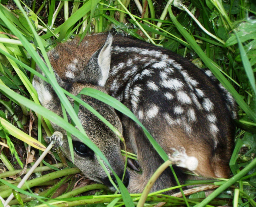 Rehwild Kitz