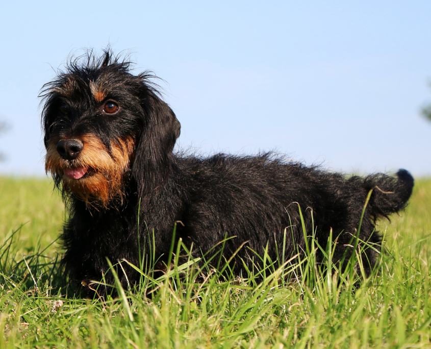 Rauhaardackel Portrait im Garten