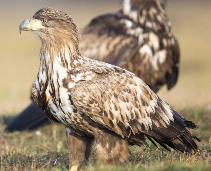 Seeadler