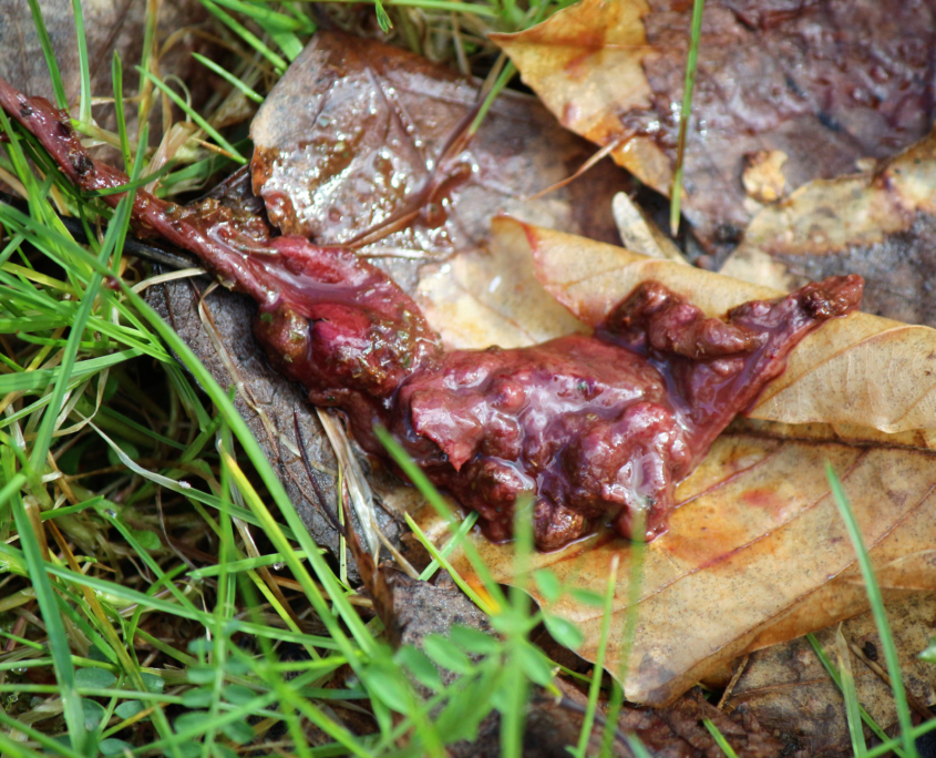 Kleines Gescheide Rehwild