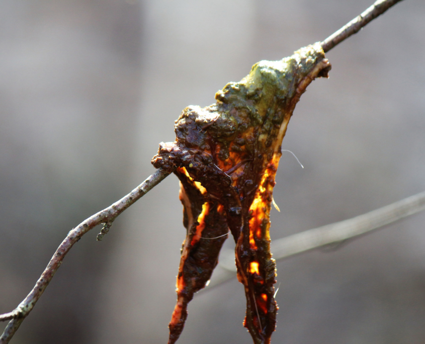 Netz und Panseninhalt Reh