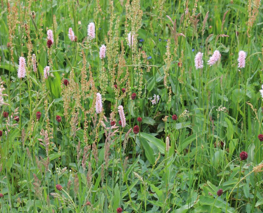 Fettwiese mit Kräutern -K.Schmidt