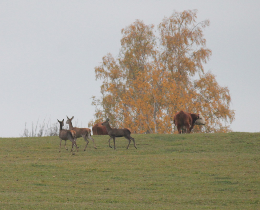 Weide Rotwild Rinder