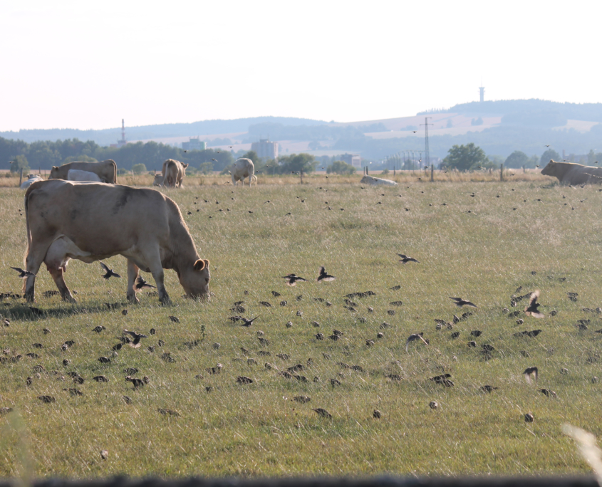 Weide mit Vögeln K.Schmidt