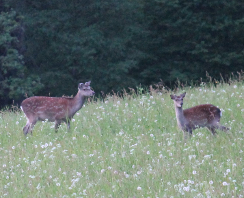 mittelalter Sikahirsch mit beginnendem Kolbenwachstum und Schmal