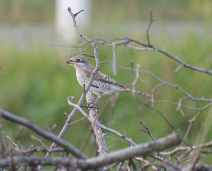 Neuntöter-K.Schmidt