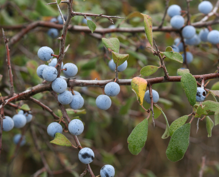 Schlehe mit Früchten-K.Schmidt