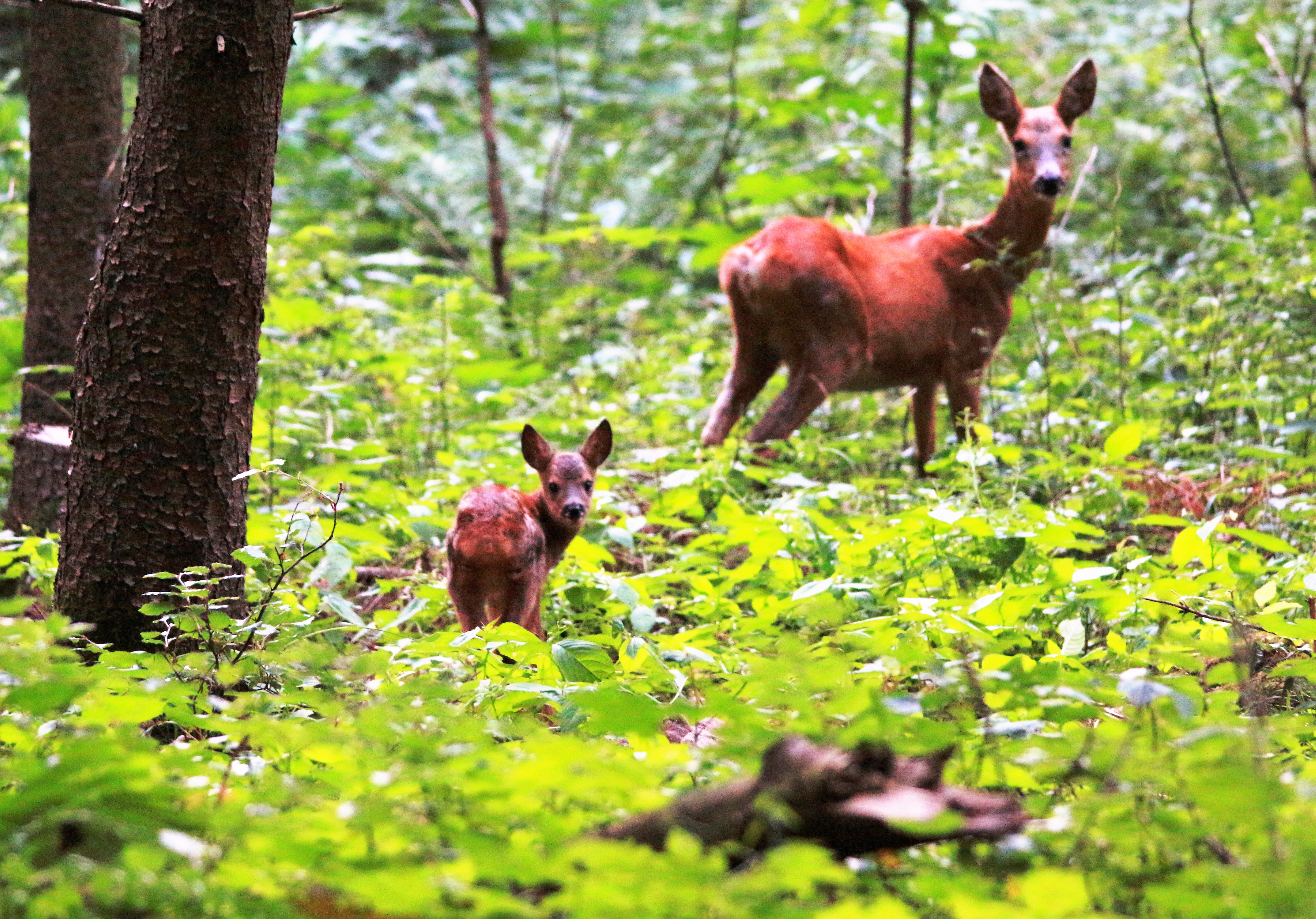 Ricke mit Kitz im Sommer