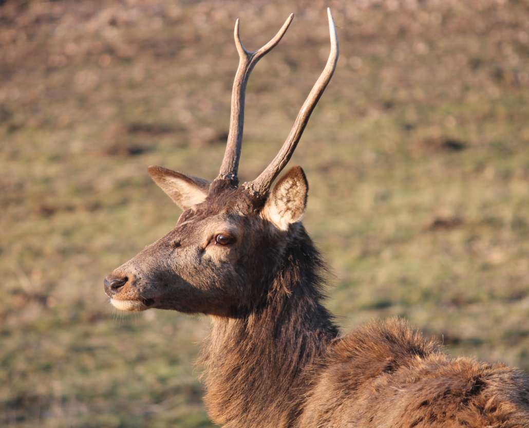 Rotwild ungerader Hochgabler