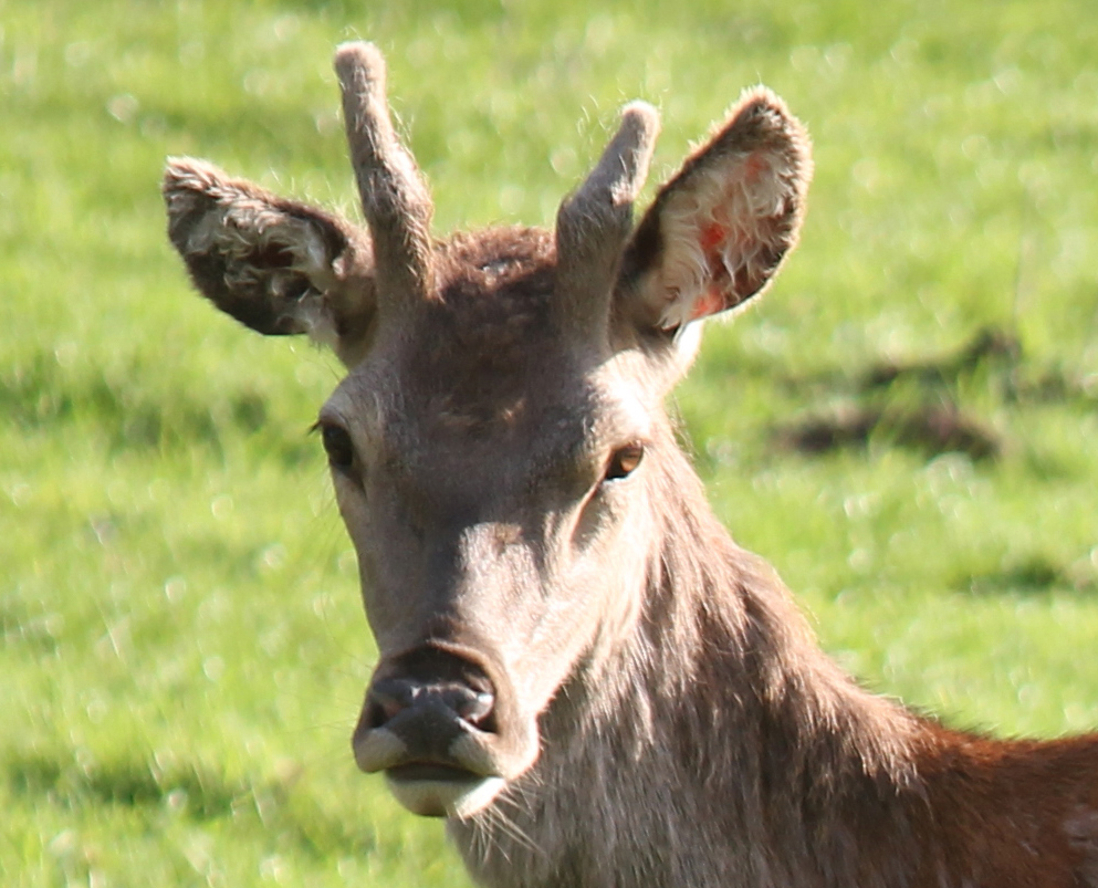 Rotwild Schmalspießer