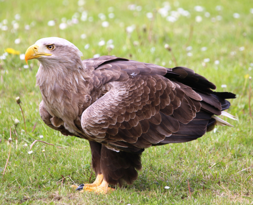Beizjagd mit Adler