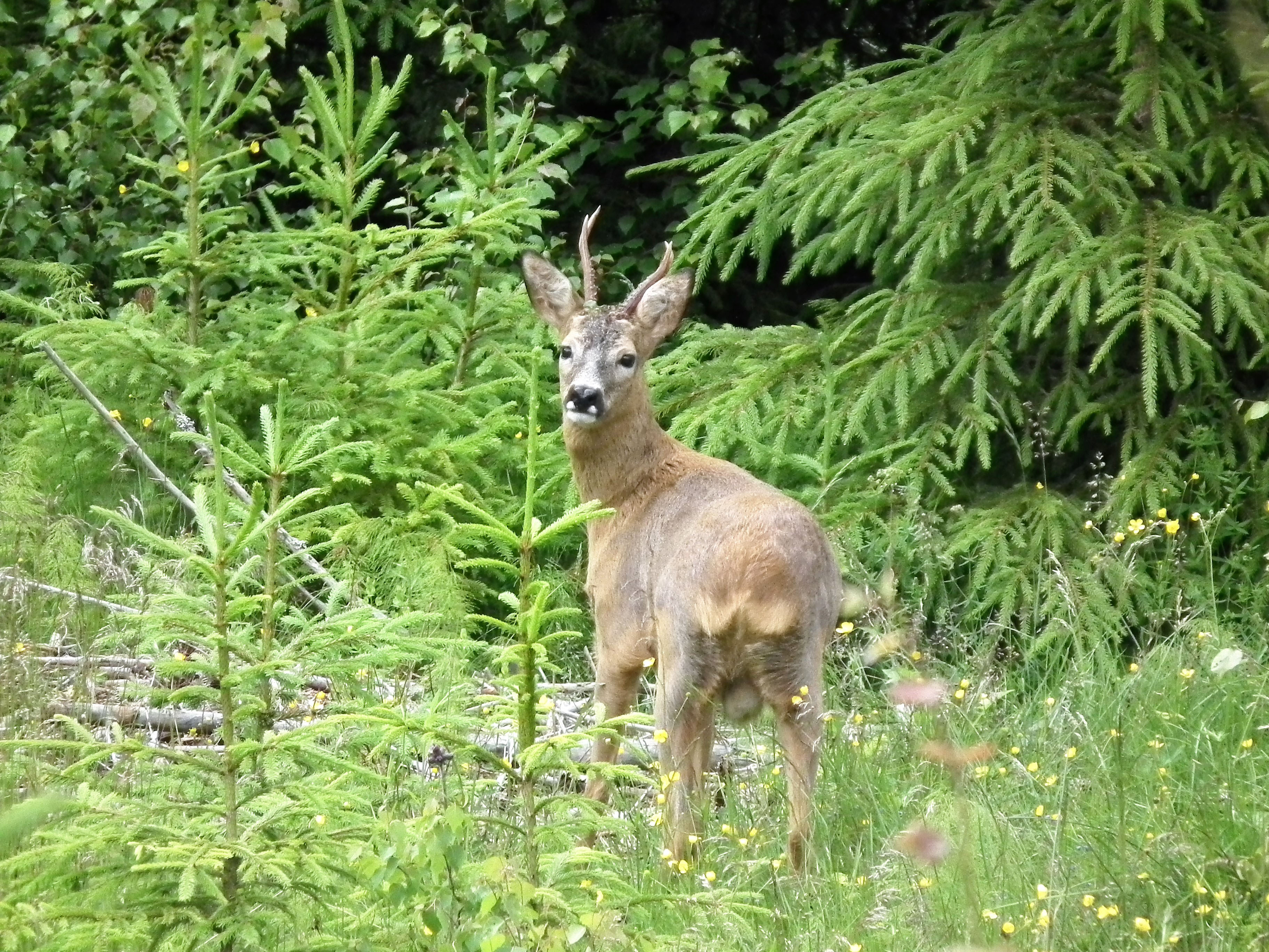 Älterer Rehbock im Sommer