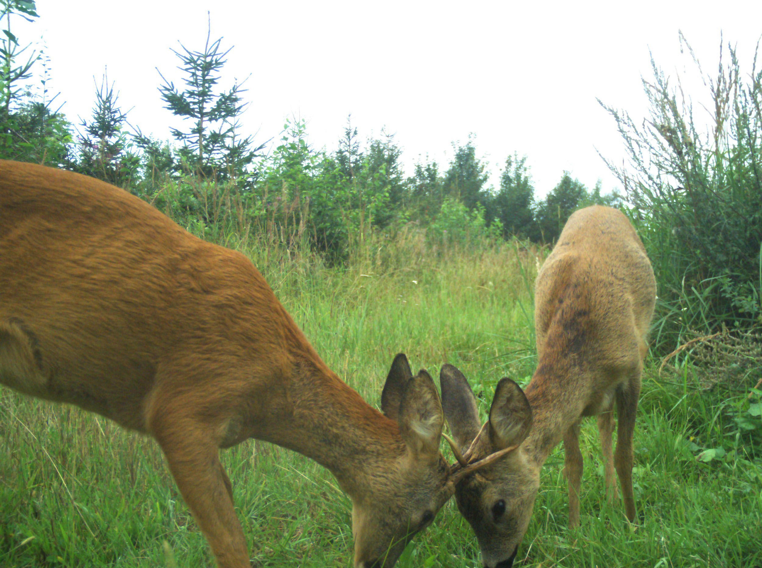 Kämpfende Jährlinge