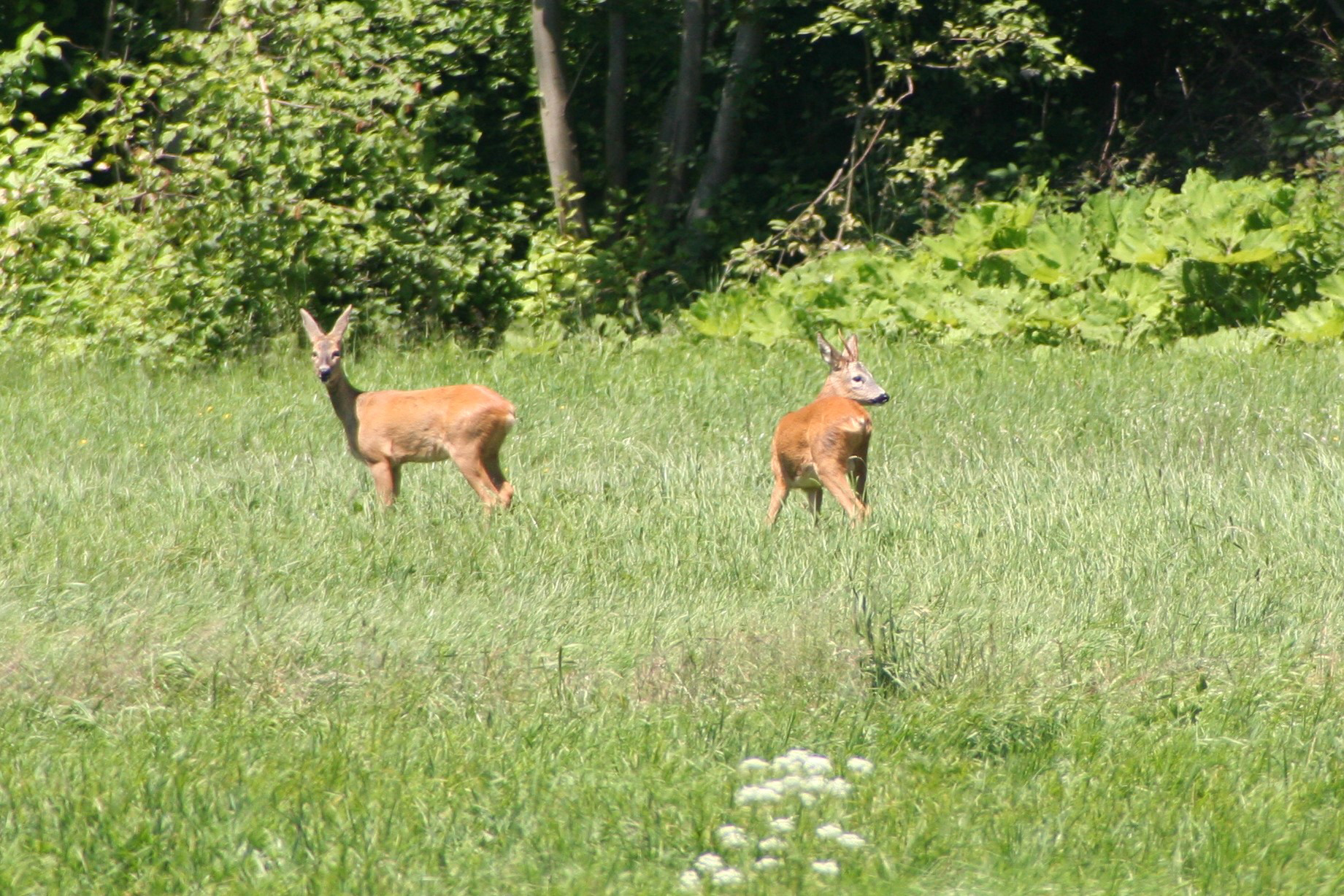Haarwild Rehwild Bock mit Geiß