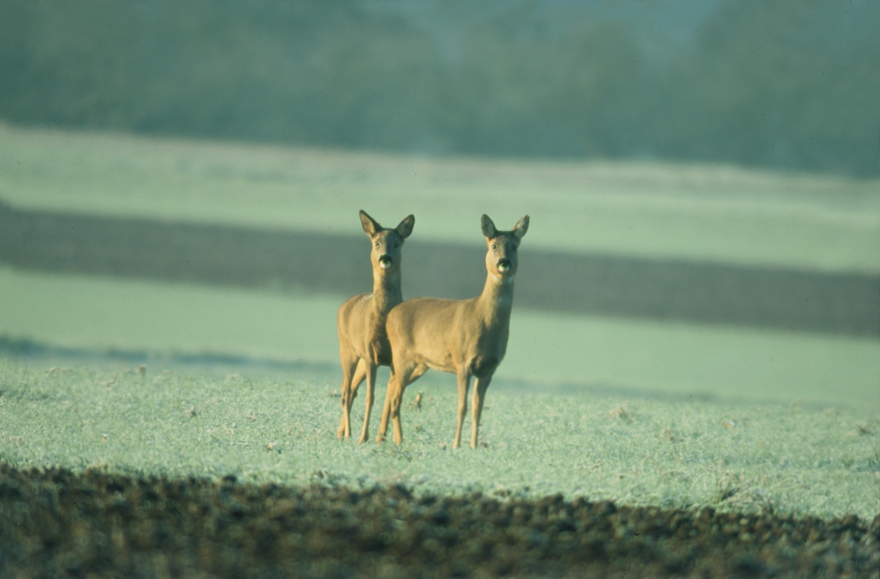 Haarwild Rehwild Geiß mit Schmalreh