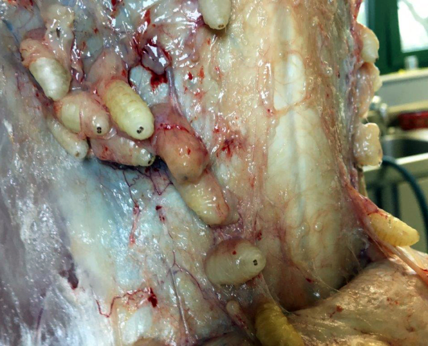 Befall mit Hautdasseln