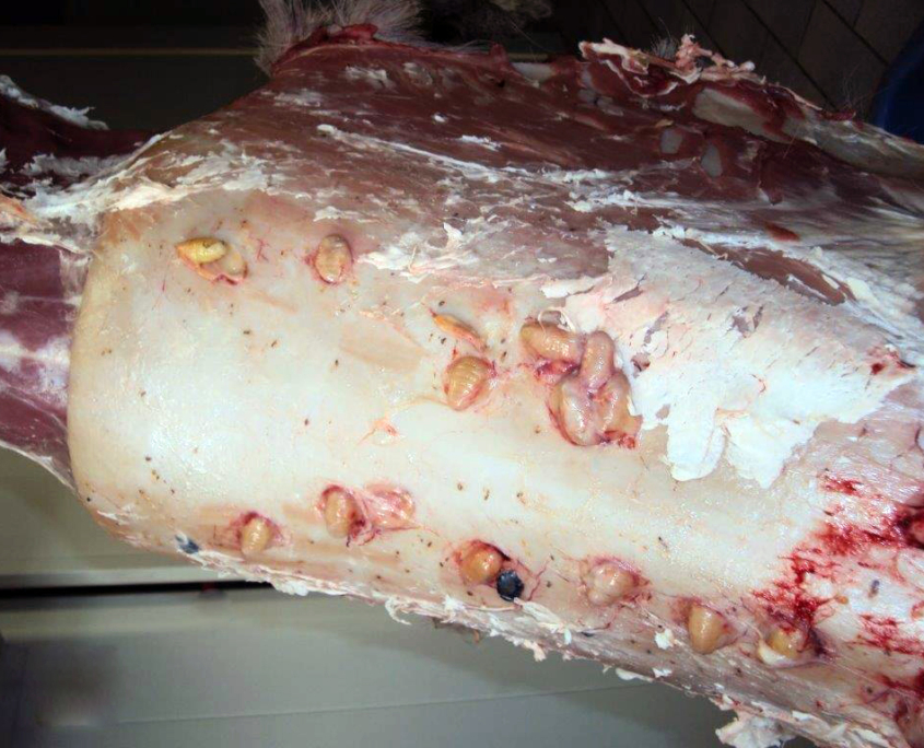 Befall mit Hautdasseln